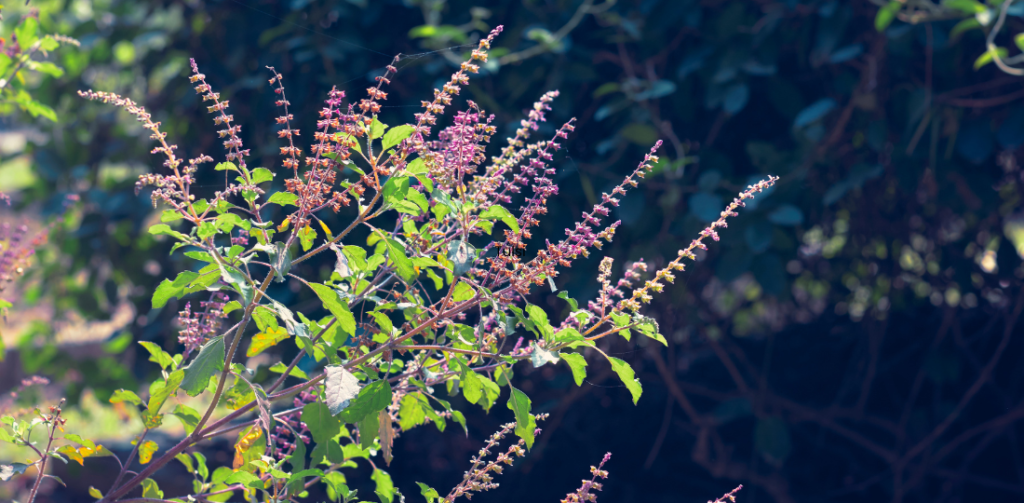 Ayurvedic Remedies